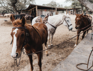 birthdays-special-events-on-horseback