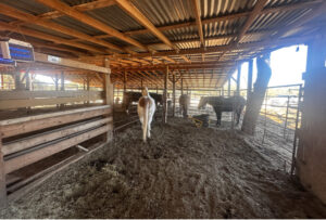 Horse-Boarding-near-New-Braunfels-TX