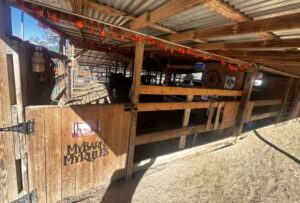 Horse-Boarding-New-Braunfels-TX