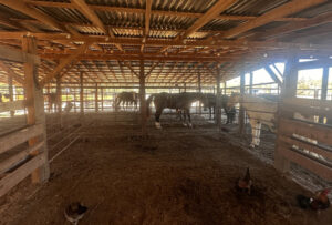 Horse-Boarding-Hollow-Tree-Ranch